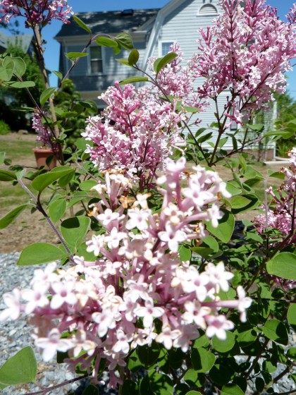 what a lovely lilac!