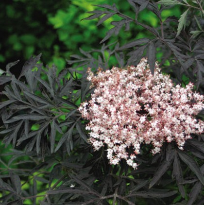 Sambucus Nigra Black Lace (Elderberry) | colorchoiceplants.com