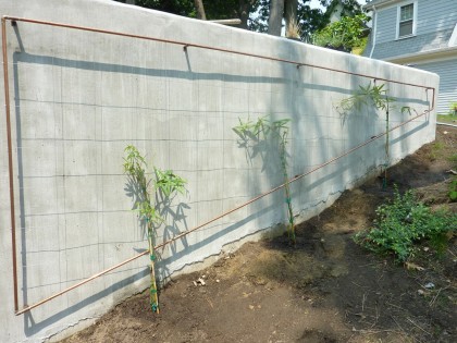 trellis with rubus calycinoides planted