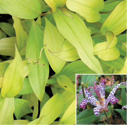 Tricyrtis ‘Guilty Pleasure’ | waysidegardens.com