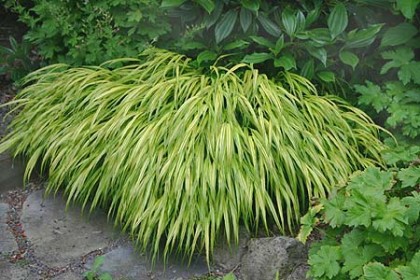 hakonechloa macra ‘aureola’ | rainyside.com