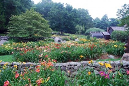 daylilies in bloom | shot from blueflagfarm.com