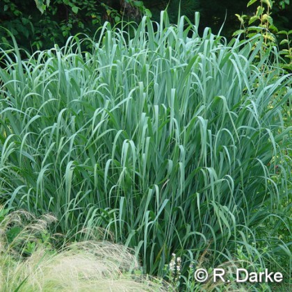 panicum virgatum ‘dallas blues’ | highcountrygardens.com