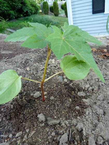 plant disasters... castor bean alive