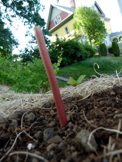 plant disasters... castor bean stem