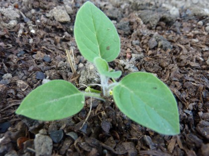 plant disasters... datura alive