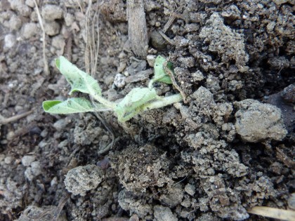 plant disasters... datura dead plant disasters... datura dead
