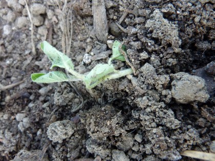 plant disasters... datura dead