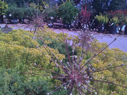 sputnik flowers from another angle