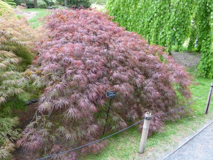 acer palmatum ‘crimson queen’ | shot at Brooklyn Botanic Garden