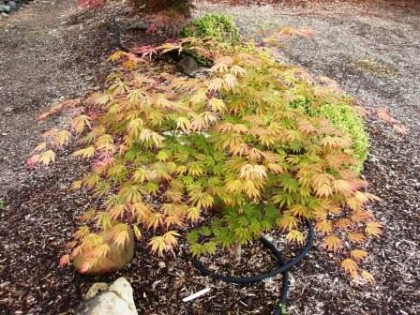 acer shirasawanum ‘sensu’ | eastforknursery.com