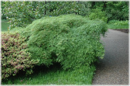 acer palmatum ‘viridis’ | plants.chaletnursery.com