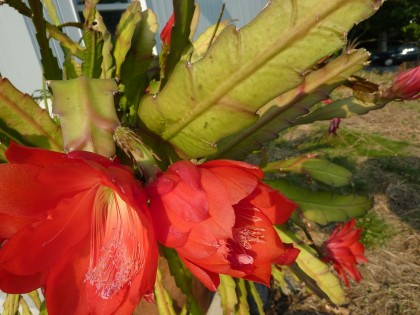 orchid cactus closeup