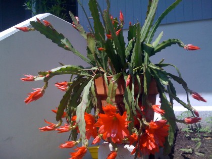 orchid cactus