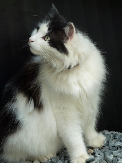 glamour shot glamour shot