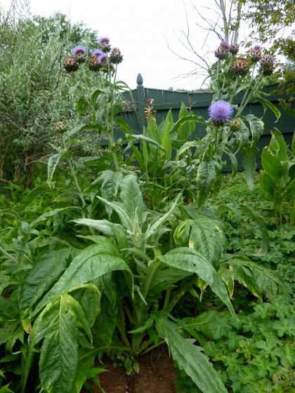 cardoon at berkshire botanical garden