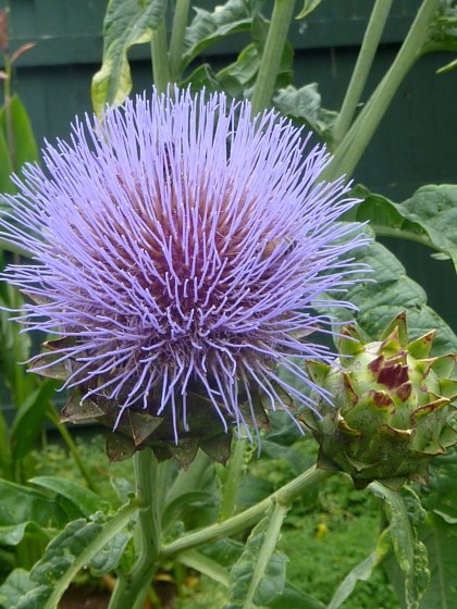 cardoon bloom close-up