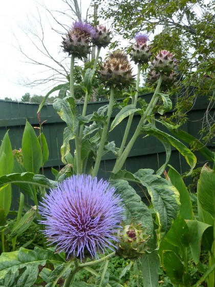 cardoon blooms!