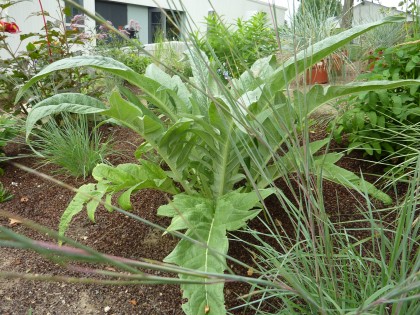 one of my cardoons, growing like mad