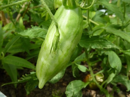 green sausauge tomatoes... not ripe!