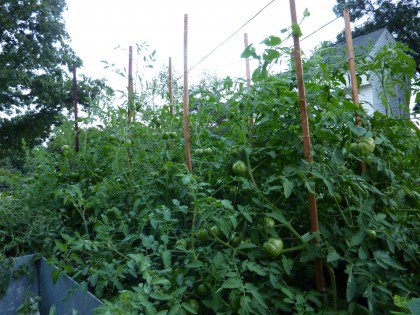 tomatoes, oh so green!