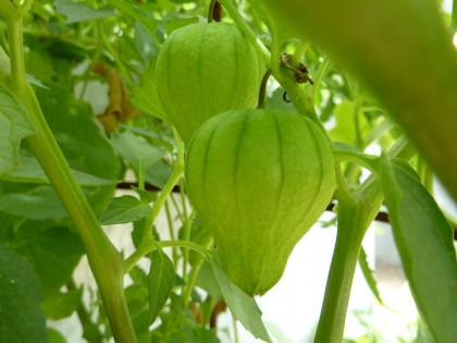 even the tomatillos... bah!