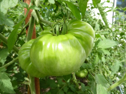 unidentified heirloom