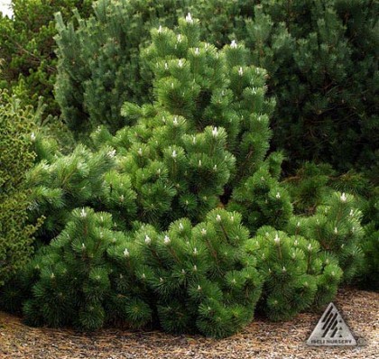 pinus thunbergii ‘thunderhead’ | iseli-nursery.com