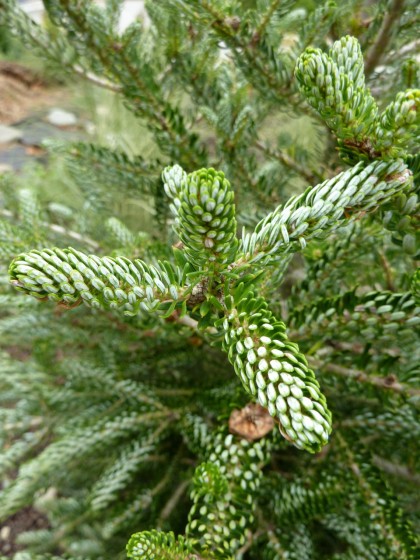 abies silberlocke needles