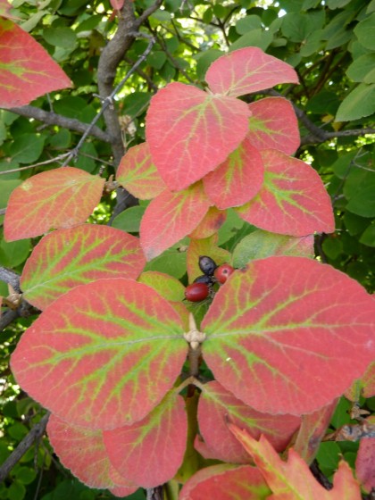 virburnum carlesii ‘korean spice viburnum’