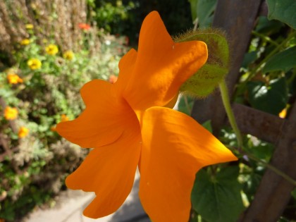 closeup of a bloom