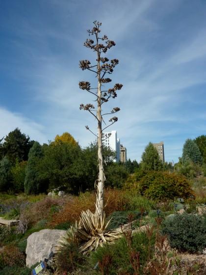 the fading towering stalk of agave ‘henry’s parryi’