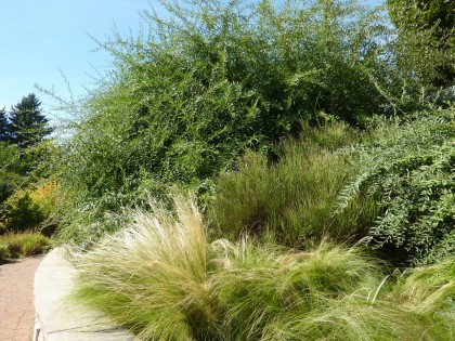 buddleia alternifolia ‘fountain butterfly bush’ and nessela tenuissima ‘mexican feather grass’
