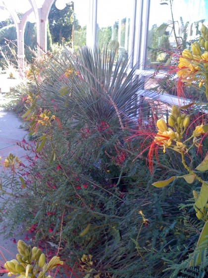 caesalpinia giliesii ‘bird of paradise’ shrub