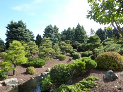 conifers in the japanese garden