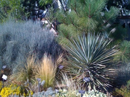 ephedra ‘bluestem joint fir’, mexican feather grass, yucca, pine