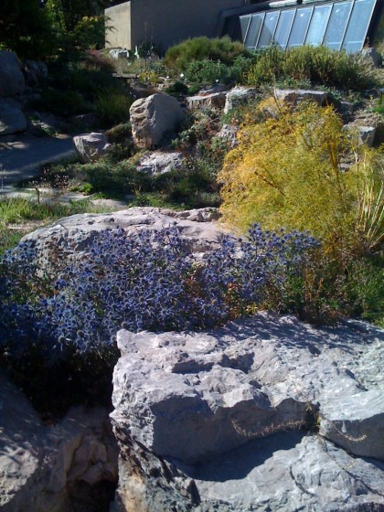 eryngium still in bloom in the rock garden