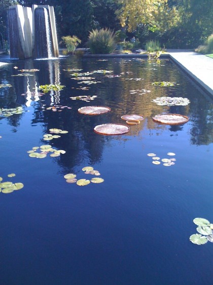 giant 3' waterlilies