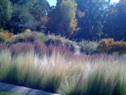 ornamental grasses... nassella tenuissima ‘mex feather grass’, schizachyrium scoparium ‘little bluestem’), miscanthus