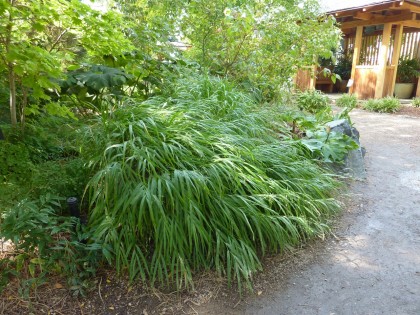 hakonechloa macra ‘japanese forest grass’