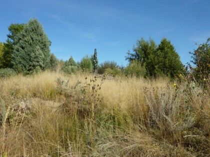 meadow with sculpture in the plains garden