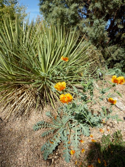 glaucium corniculatum ‘red horned poppy’ and yucca