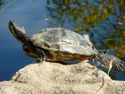 turtle sunning on rock