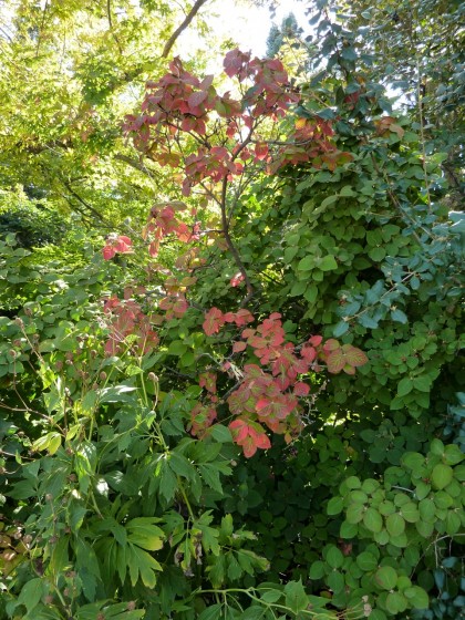 viburnum carlesii ‘korean spice viburnum’