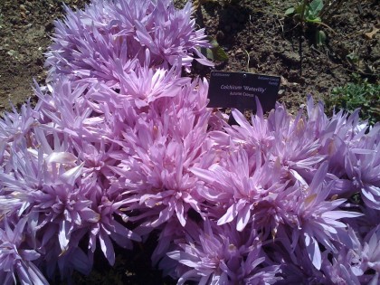 fall blooming crocus: colchicum ‘waterlily’