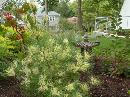 our dragons eye japanese white pine