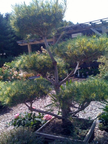 dragons eye bonsai at farmer’s daughter