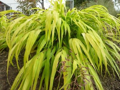 hakonechloa ‘all gold’