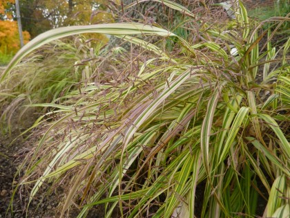 hakonechloa ‘aureole’