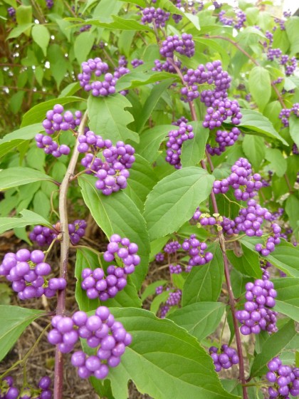 callicarpa bodinieri ‘profusion beautyberry’